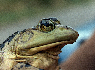 Animals And Birds: Frog Profile & Images 2011