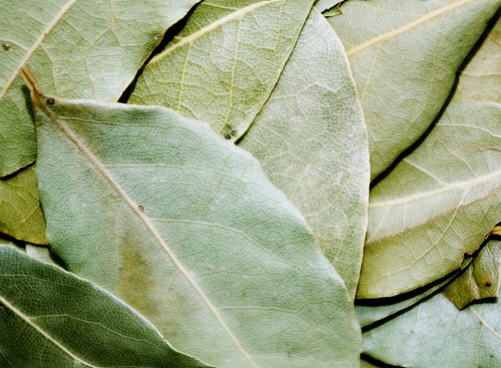 Culinary Physics Best Dried Herbs How to Use Herbs in Cooking?