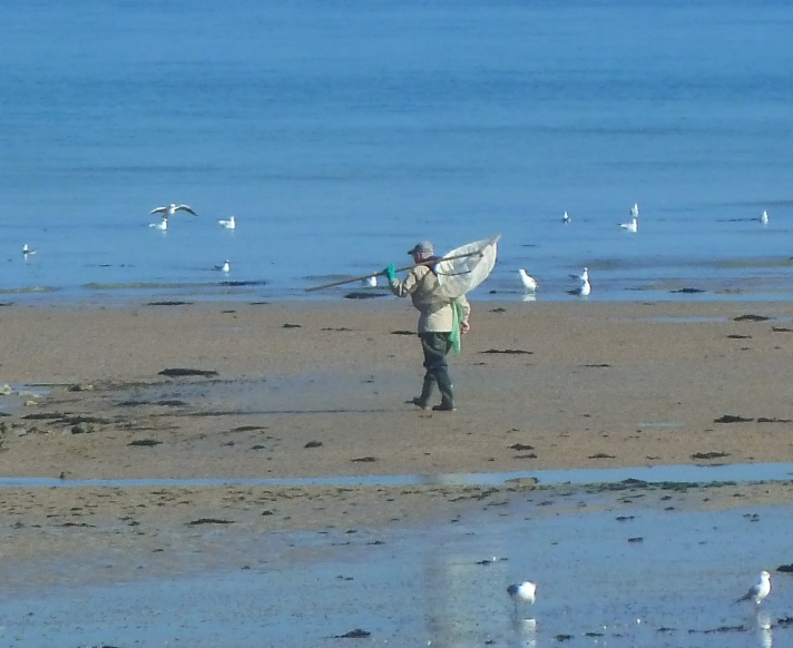 Bursledon Blog Shrimping