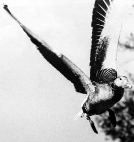 Ánsar común (Anser anser) remontando el vuelo con las alas extendidas hacia arriba en forma de "v". Detalle de fotografía de Héctor Garrido - www.hectorgarrido.com. ©Héctor Garrido