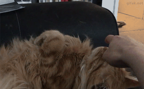 Funny cats - part 204, cat gif, cute cat gifs, cat pictures and gifs