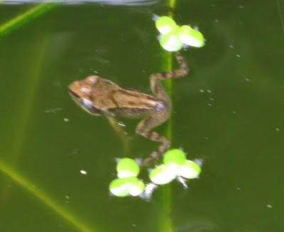 wildlife, frog,