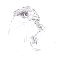 Hawk Head Detail Art by Mary Highstreet