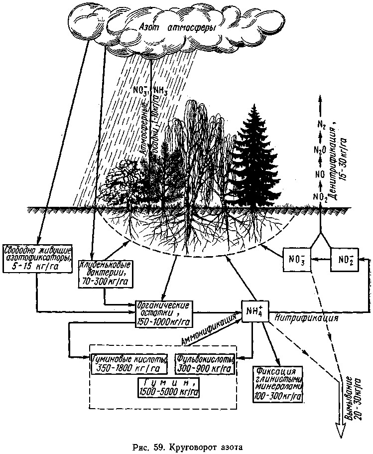Какие организмы усваивают азот из атмосферы. Связывание азота в доступные для растений формы осуществляют. Круговорот веществ. Круговорот азота в природе рисунок. Биосфера рисунок.