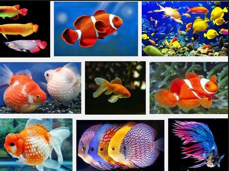 Jenis Ikan Hias yang Tidak Boleh Dicampur dalam Satu Wadah Jenis Ikan Hias yang Tidak Boleh Dicampur dalam Satu Wadah