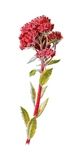 Orpine flower illustration flower digital image wildflower
