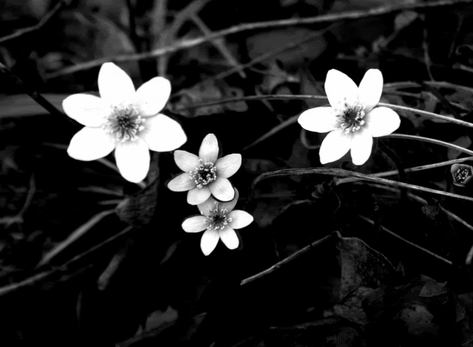 Black and White Flowers