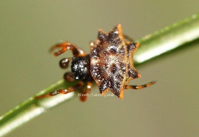 langkawi spiny orb weaver spider nature tour