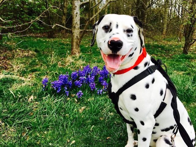 Dalmatian Puppy