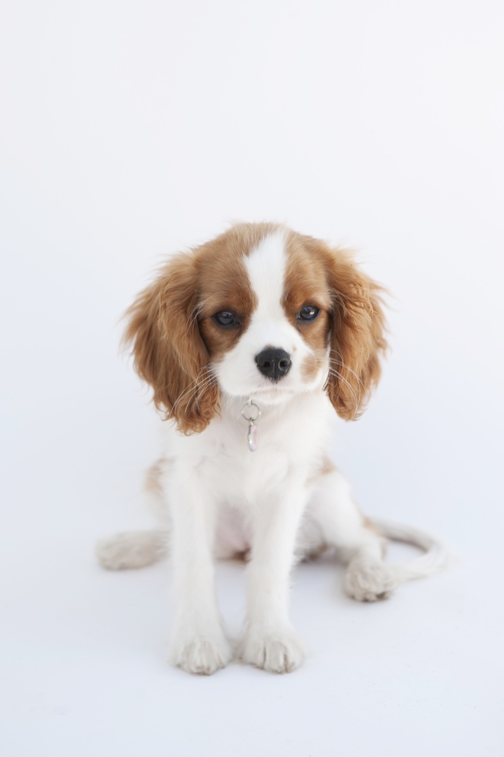Cute Cavalier King Charles Spaniel in white and brown