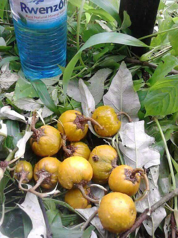 PULLING/LABIA ELONGATION. KUSIKA ENFULI