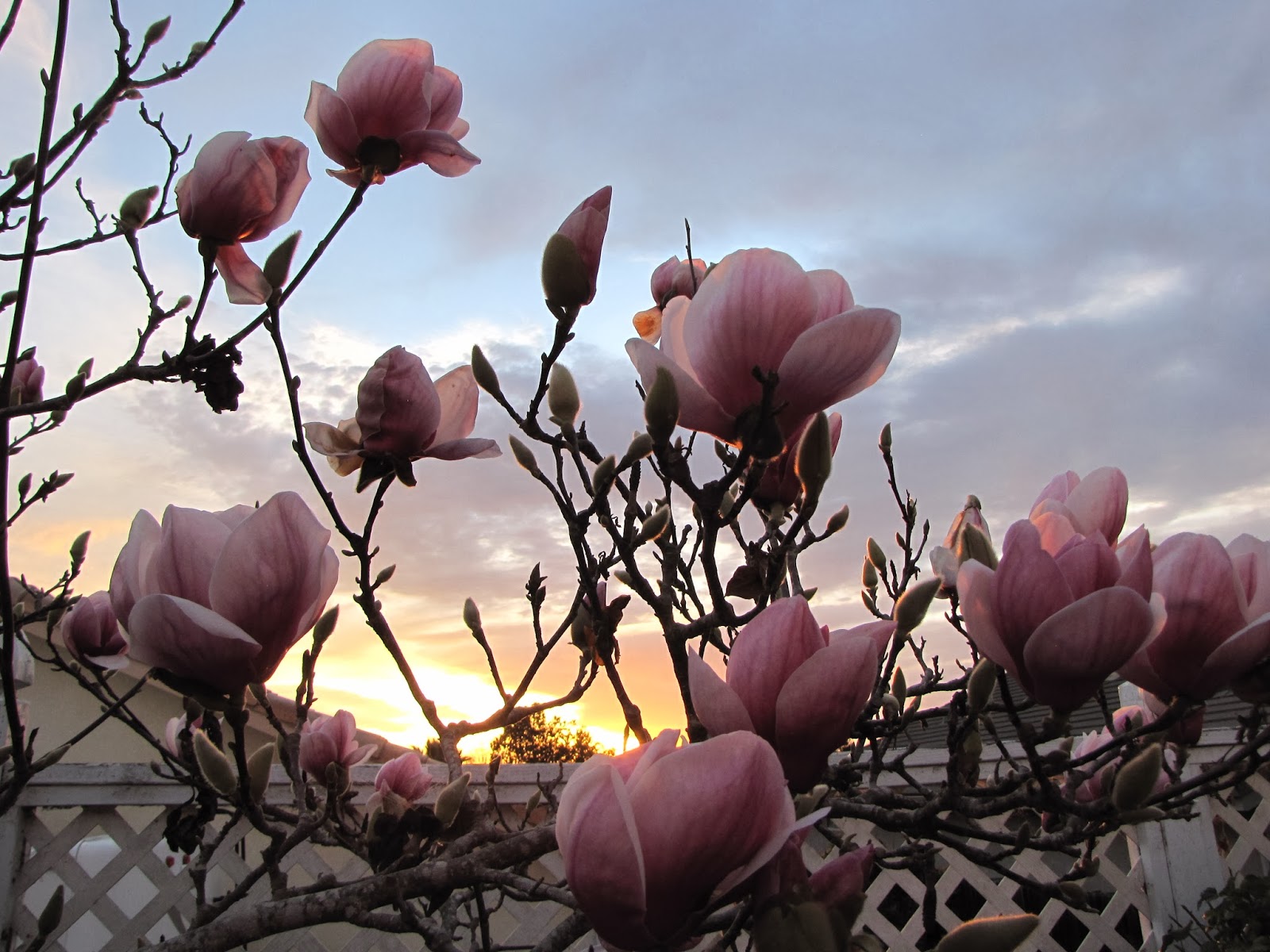The Lotus Tree & Sunset