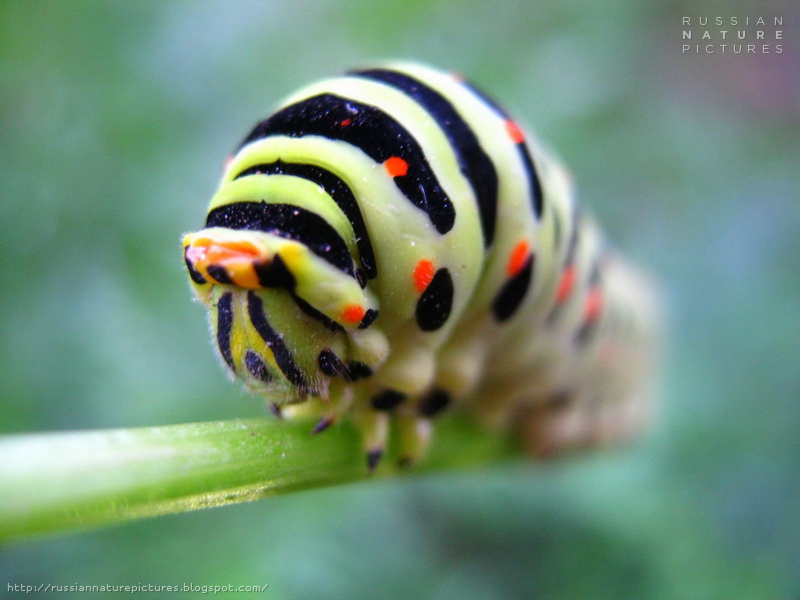 Fauna Caterpillar Russian Nature Pictures