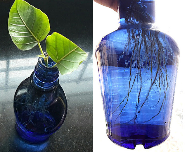 Instant Bonsai For Everyone Ficus Religiosa Growing In A Bottle