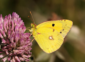 Clouded Yellow - Wiltshire