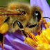 «Προστασία μελισσών από κακή χρήση φυτοπροστατευτικών προϊόντων»