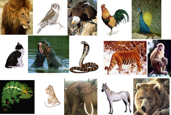 ilustrasi klasifikasi mahluk hidup