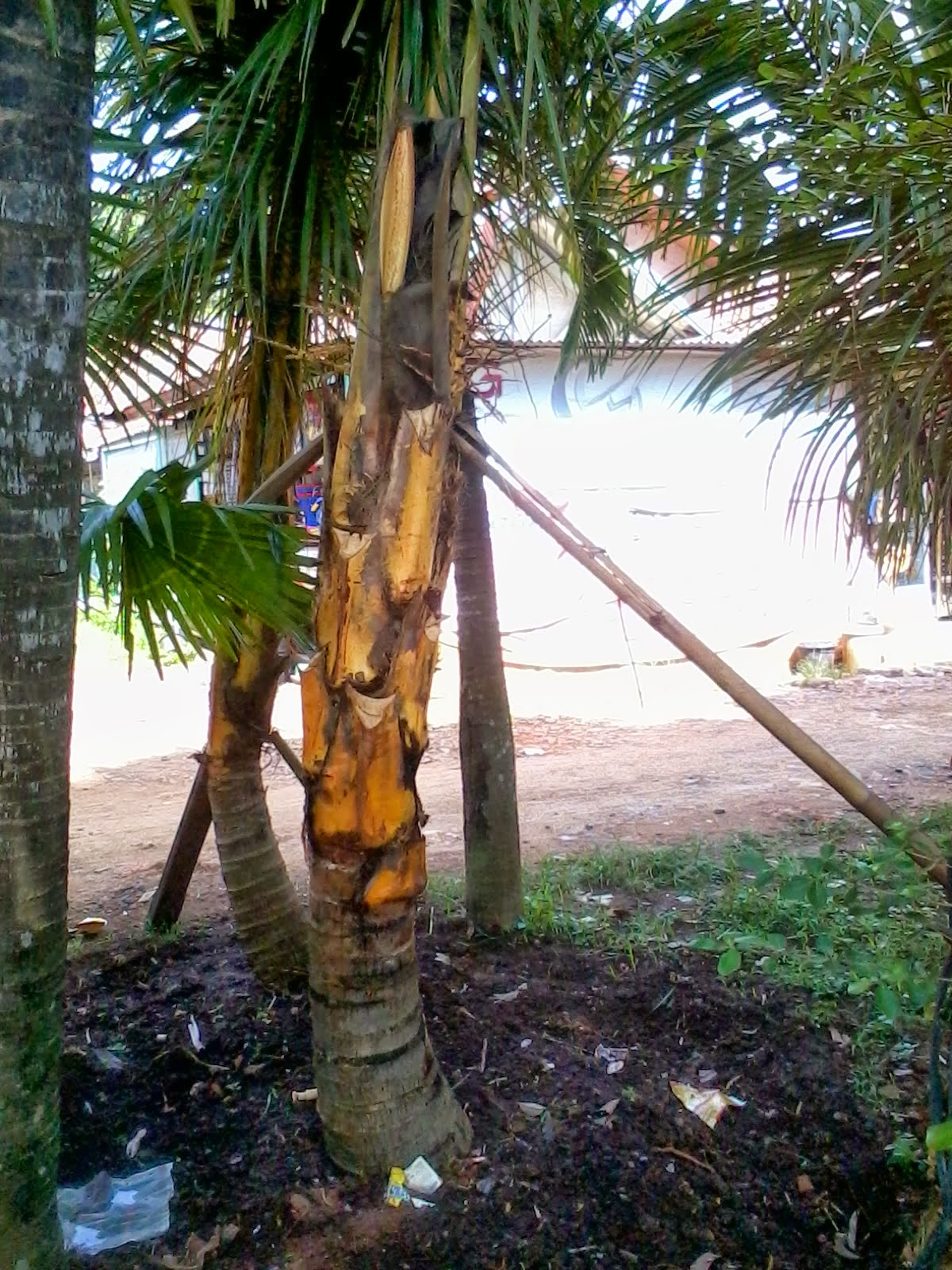 Jual Pohon Kelapa Kuning Murah Harga Kelapa Kuning jual pohon kelapa kuning murah harga kelapa kuning