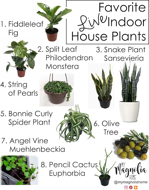 My Magnolia Home Favorite Live Indoor House Plants