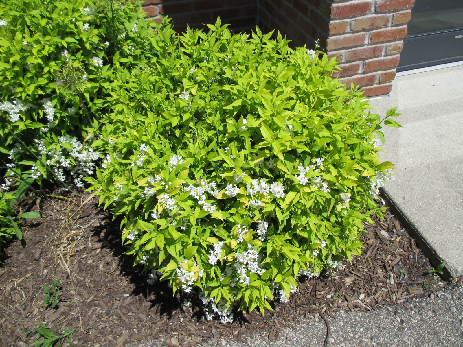 Gardening With Grace