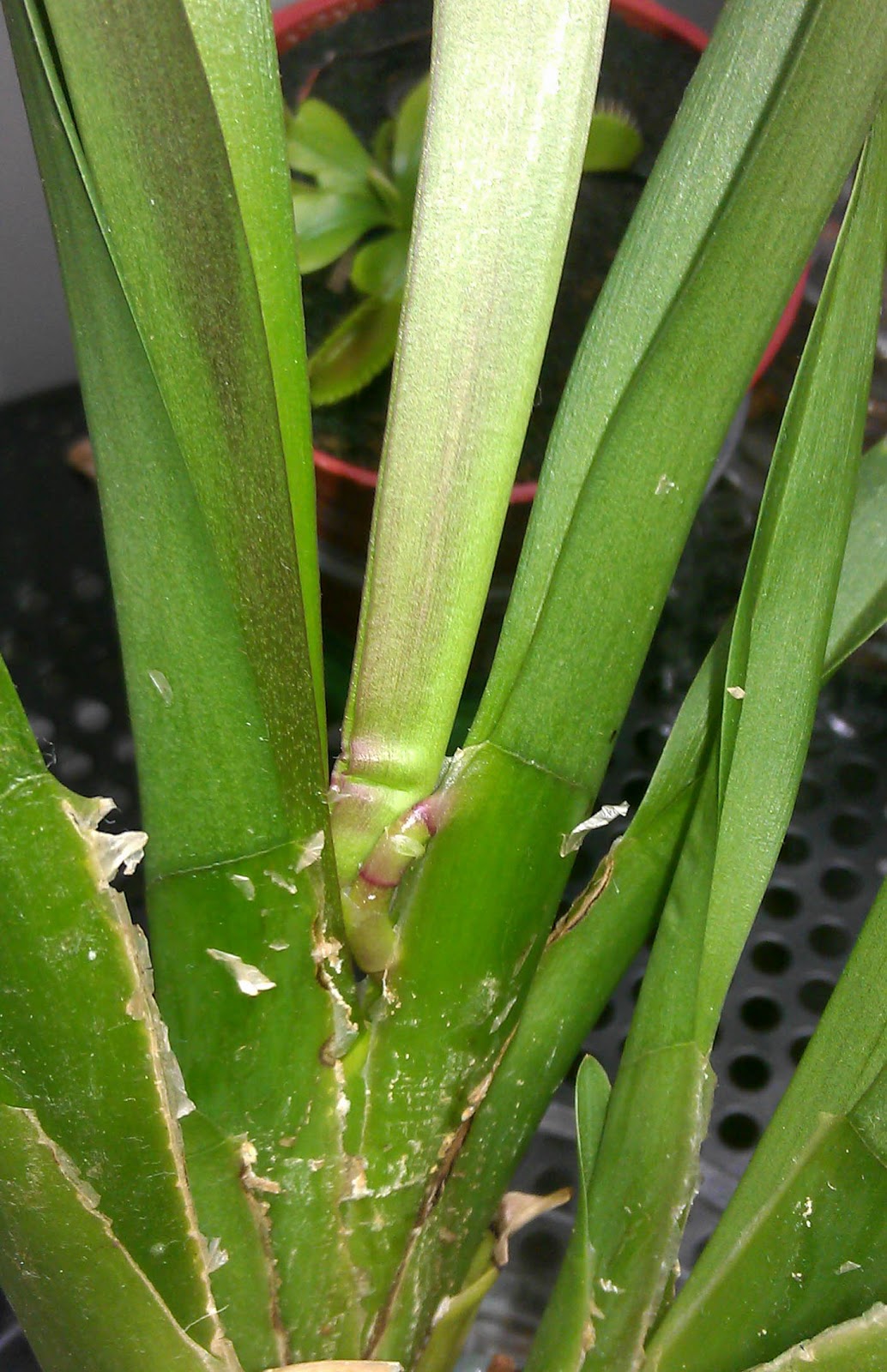 Maria's Orchids Oncidium flower spike!