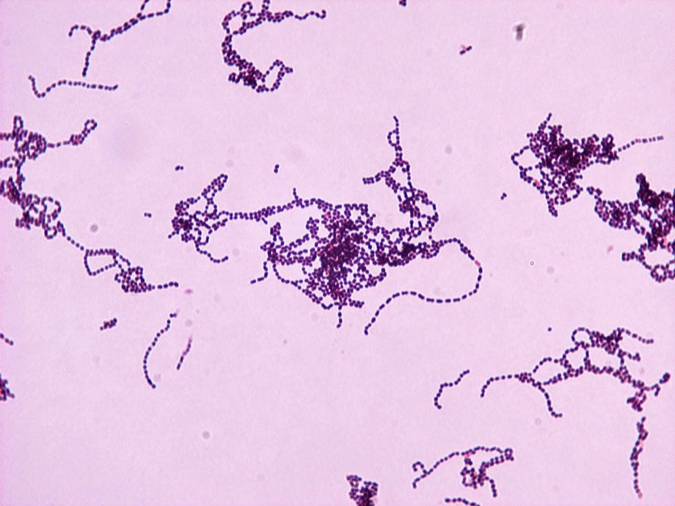 celulitis bacterias causantes