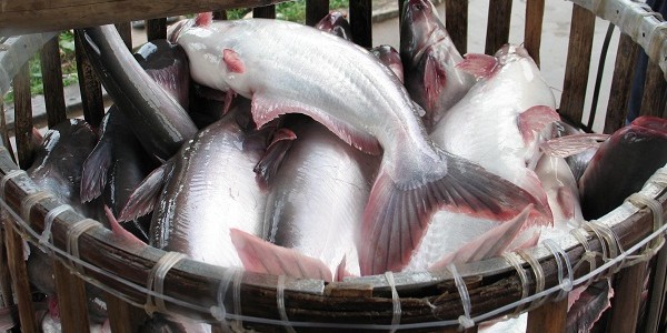 Pembiayaan Budidaya Ikan Patin Tulungagung Youtube