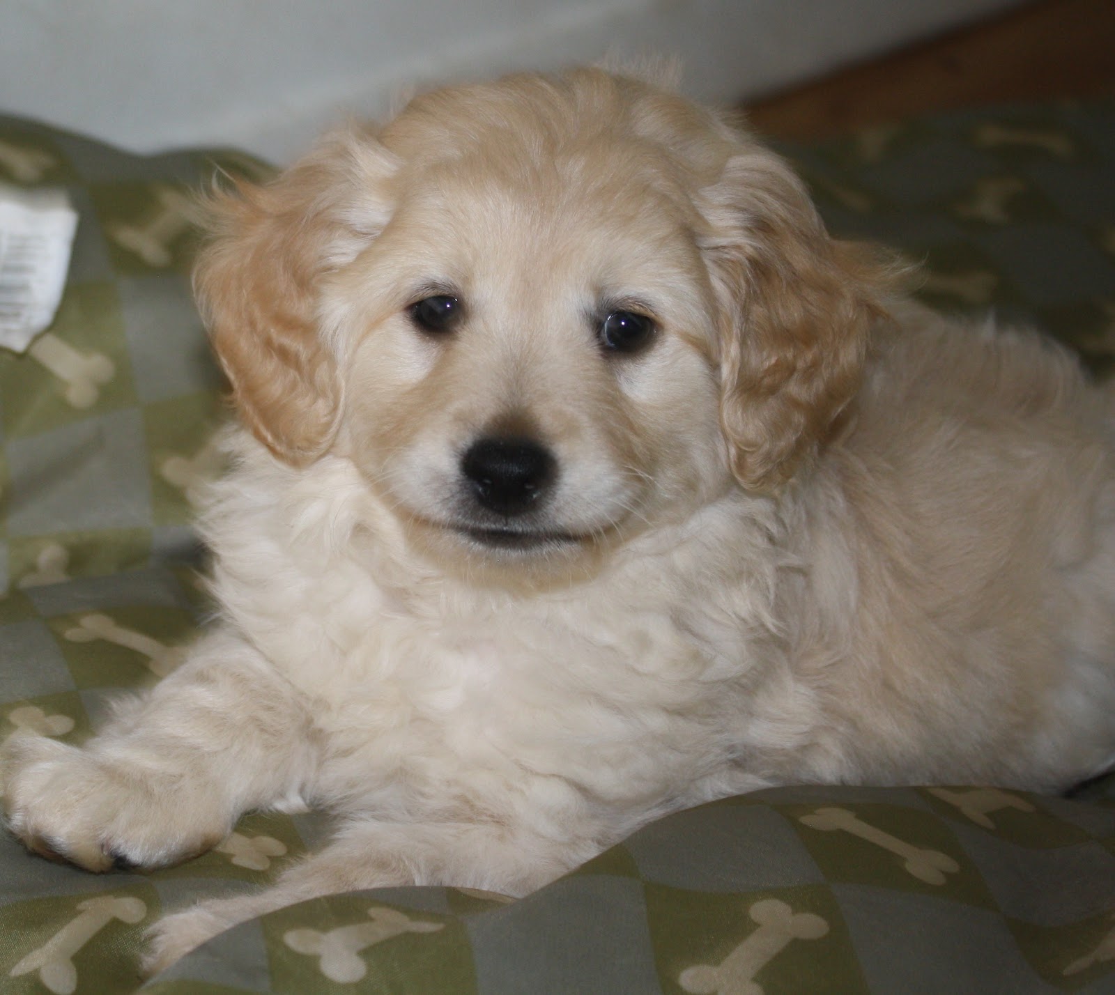 Daisey's Doodles LLC Flb Miniature Goldendoodles at 8 Weeks Old!