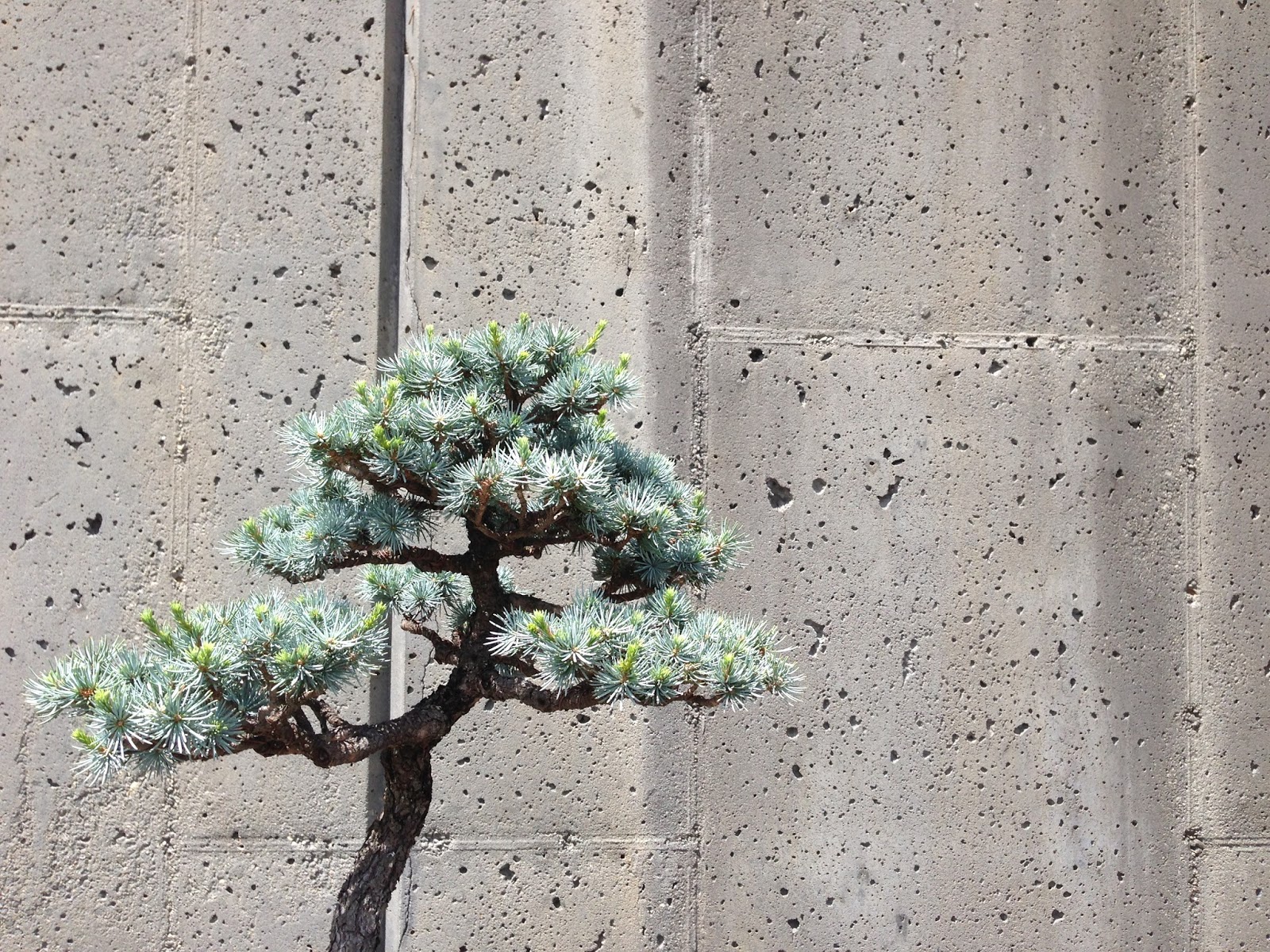 Branch Work North Carolina Arboretum's Bonsai Exhibition Garden