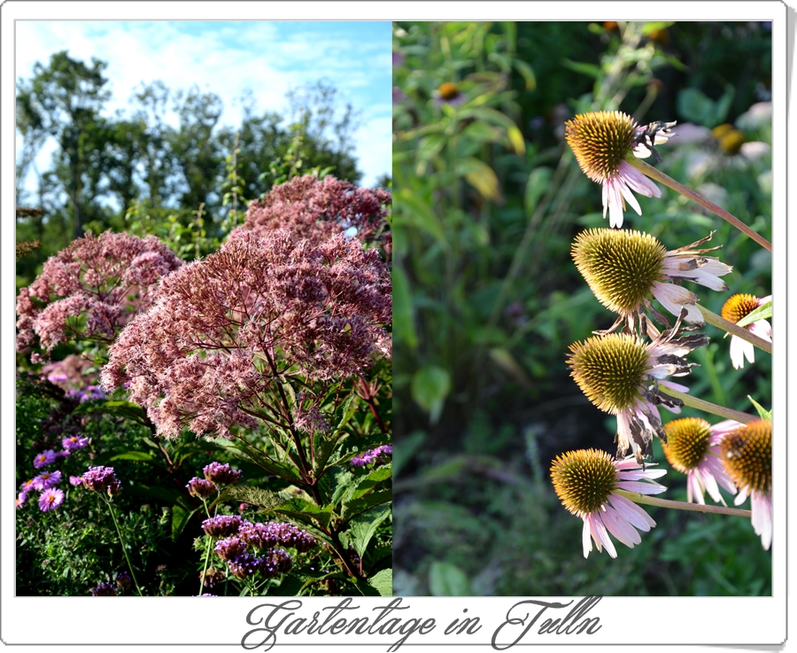 Brutende Vogel Bei Euch Im Garten Saison 2009