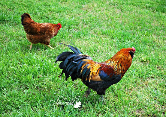 Country living Men or Women/'s Chicken Socks Chicken lover Gift idea Farming