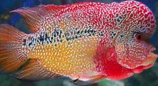 Cara Membedakan Ikan Louhan Jantan Dan Betina