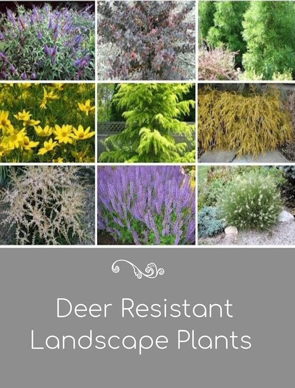 50 Beautiful DeerResistant Plants The Prettiest Annuals, Perennials