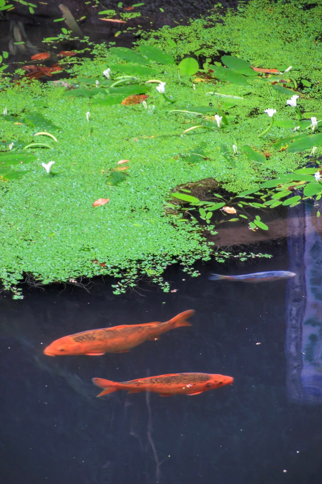 La jardin tropical - Funchal - Madère