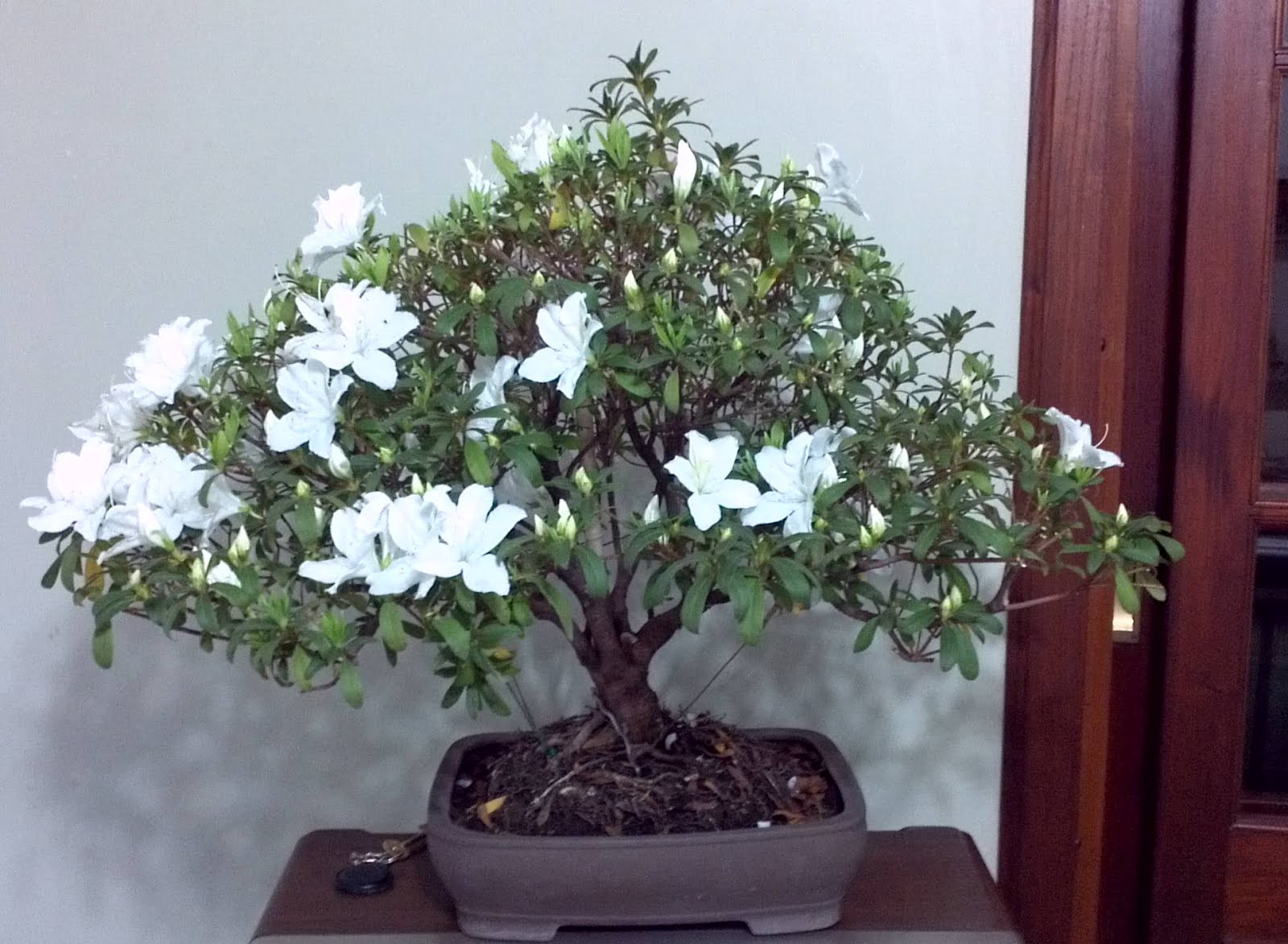 Bonsais Alejandro Manno Bonsai de Azalea blanca