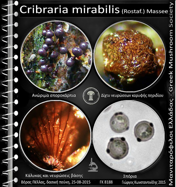 Cribraria mirabilis (Rostaf.) Massee