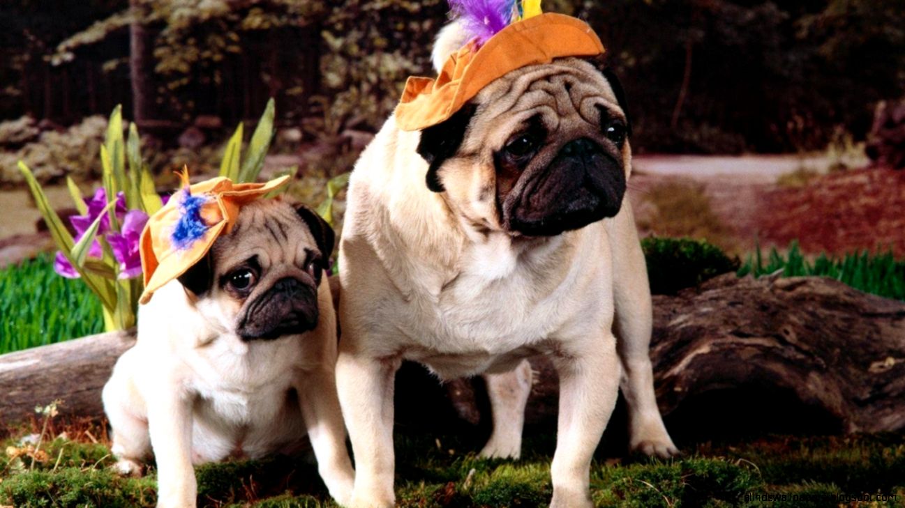 768x480 wallpapers Page 751 Springtime Excursion Dogs Hat Animals