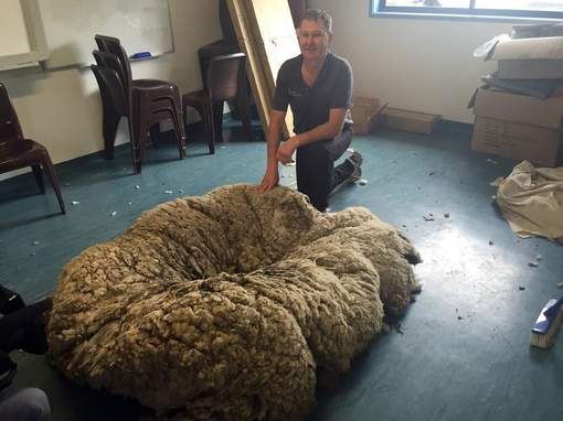 record monde laine