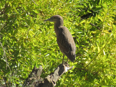 Colusa National Wildlife Refuge