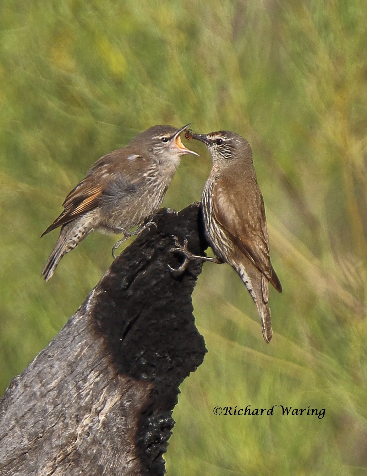 Richard Waring's Birds of Australia Whitebrowed Treecreeper with chick