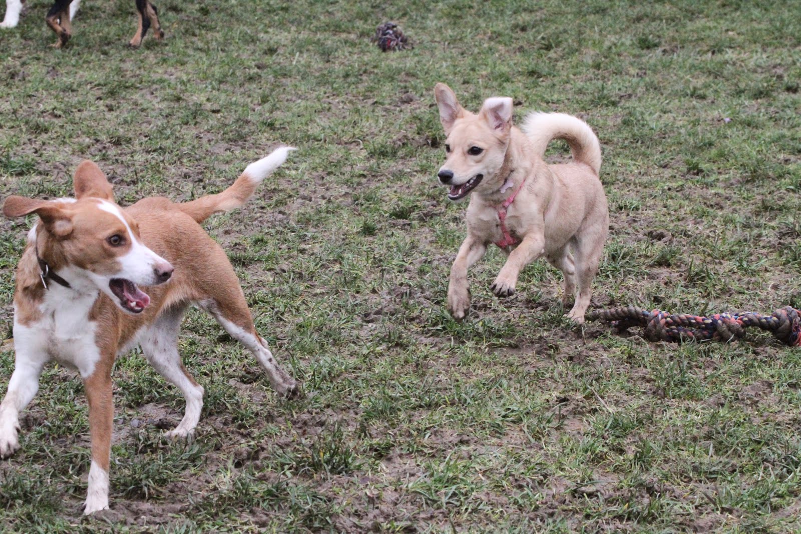 Hunde Abenteuer Land. Tagesbetreuung Ferienbetreuung Zürich Tuesday