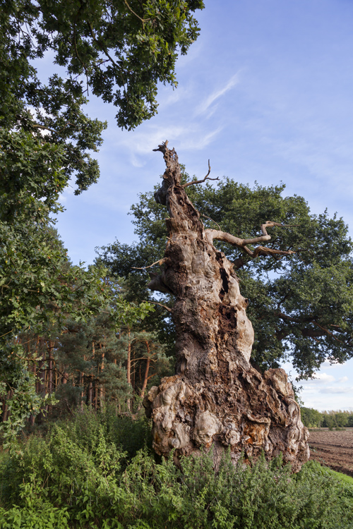 Ancient oak tree on the Oxburgh Estate in Norfolk Centuries old oak tree in Home Covert at Oxburgh Hall Estate