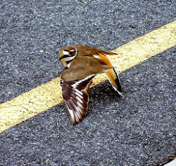 Lære å lære: A Metaphor