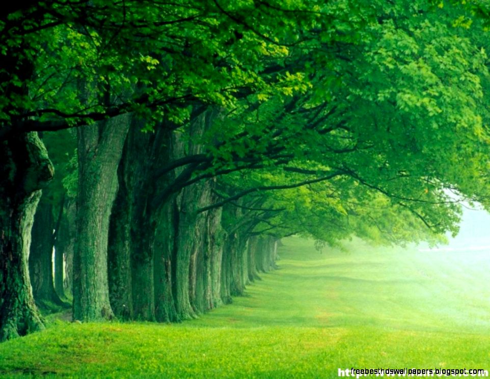 Green Nature Wallpapers For Desktop 883  HD Wallpaper amp 3D