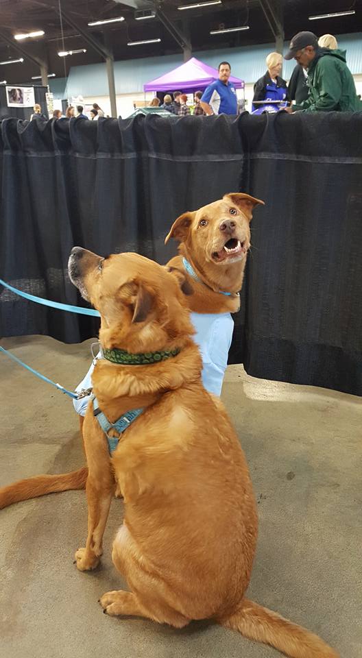 Hannah Pet Friends How to Introduce Dogs