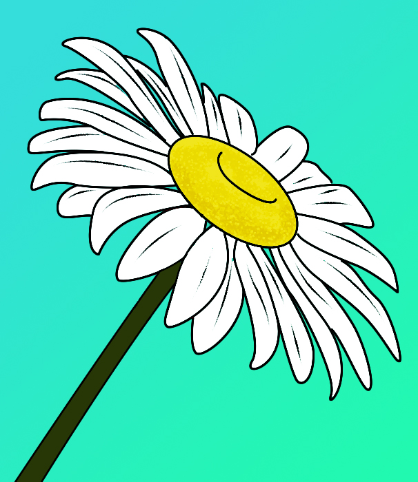 How To Draw A Daisy - Draw Central