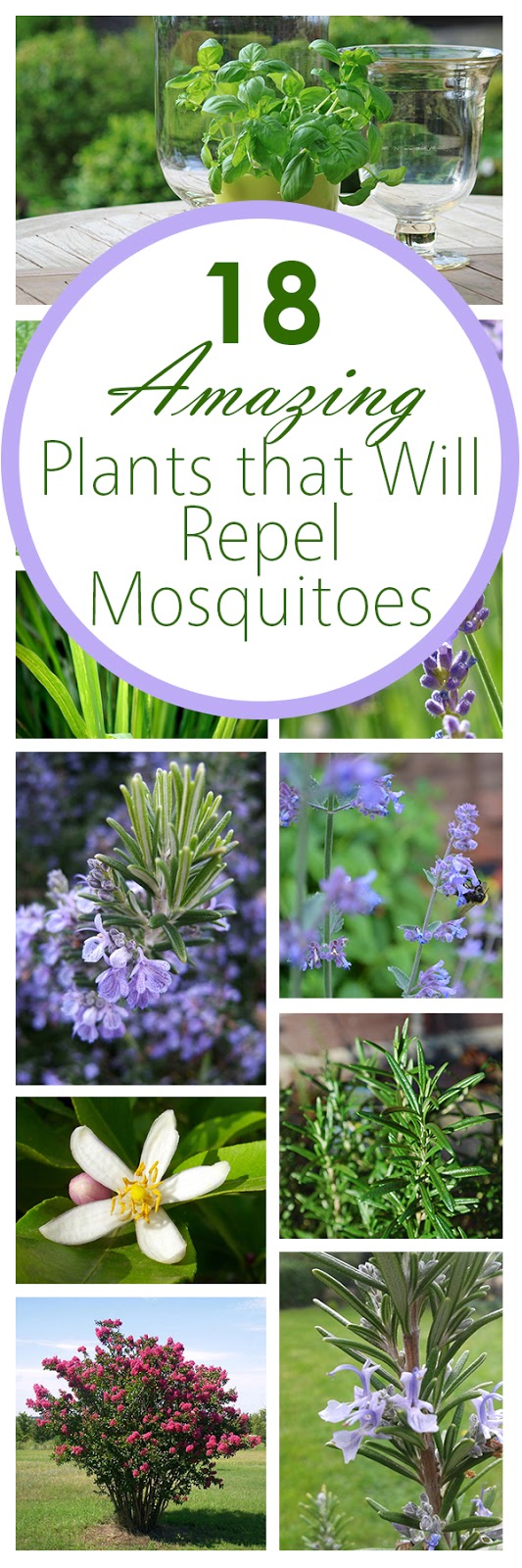 Plants That Keep the Mosquitoes Away Everything About Garden