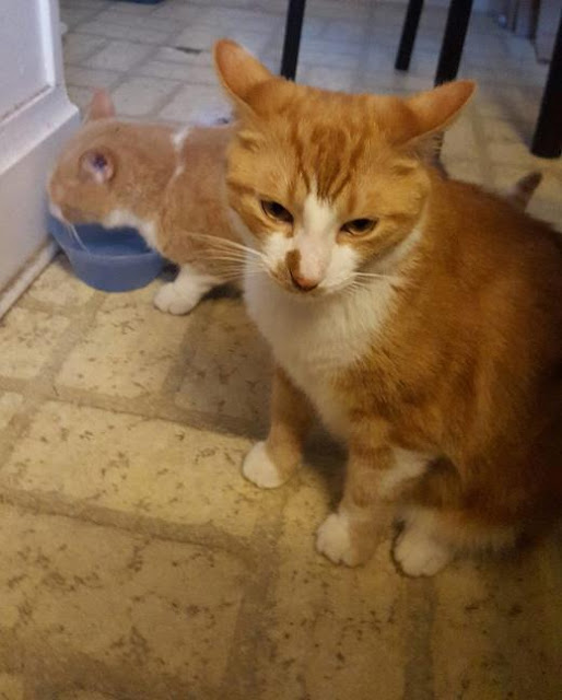 Коты и миска с водой