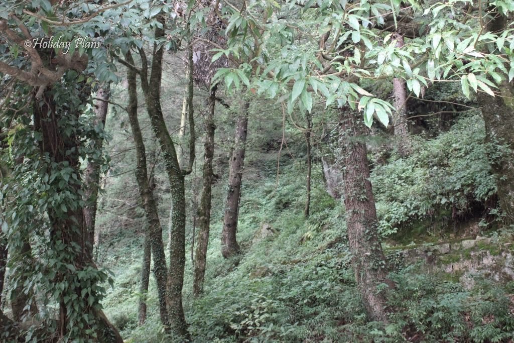Dense forest near Subhash Baoli