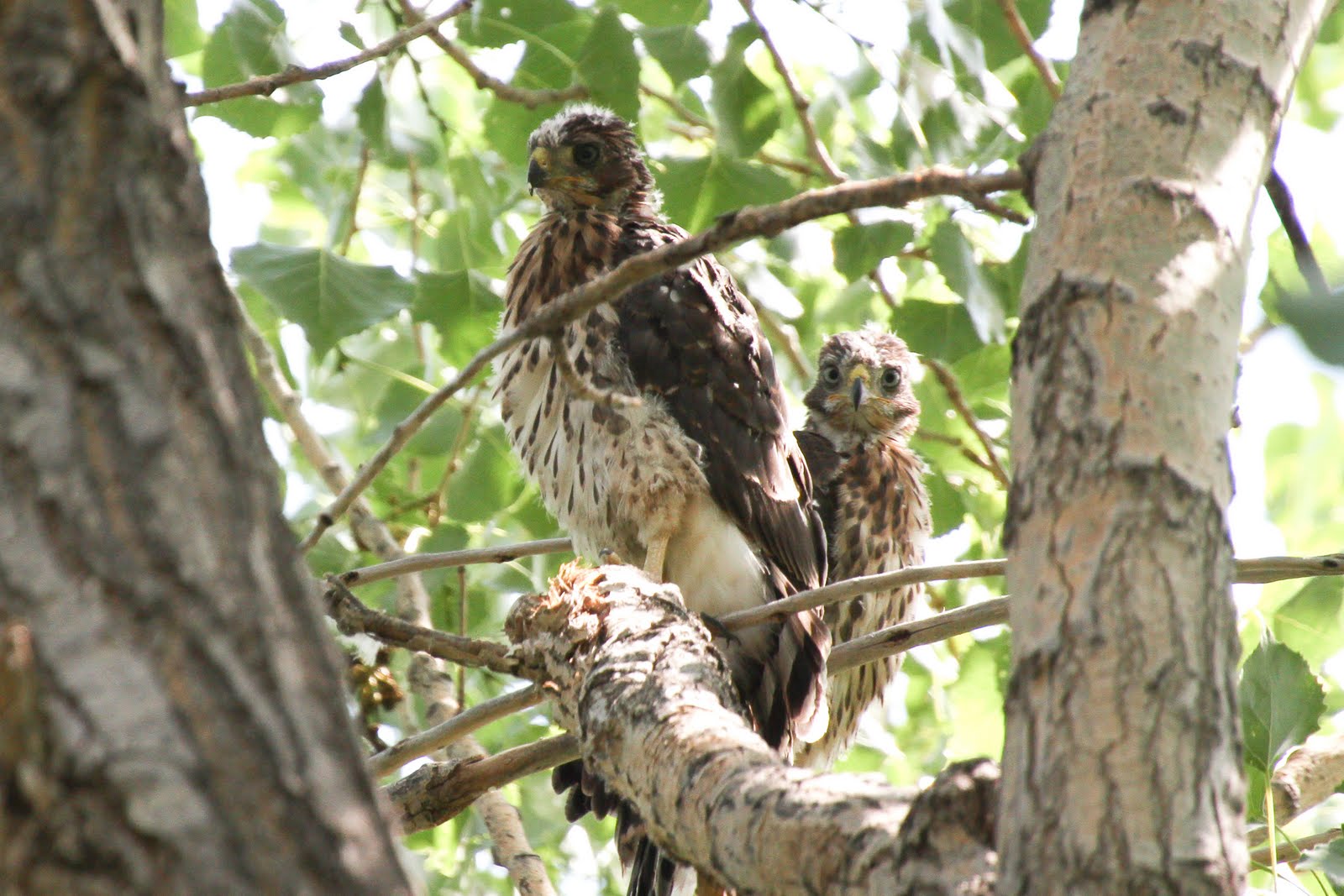 Calico's Nest Cooper's Hawk Nest was Successful!
